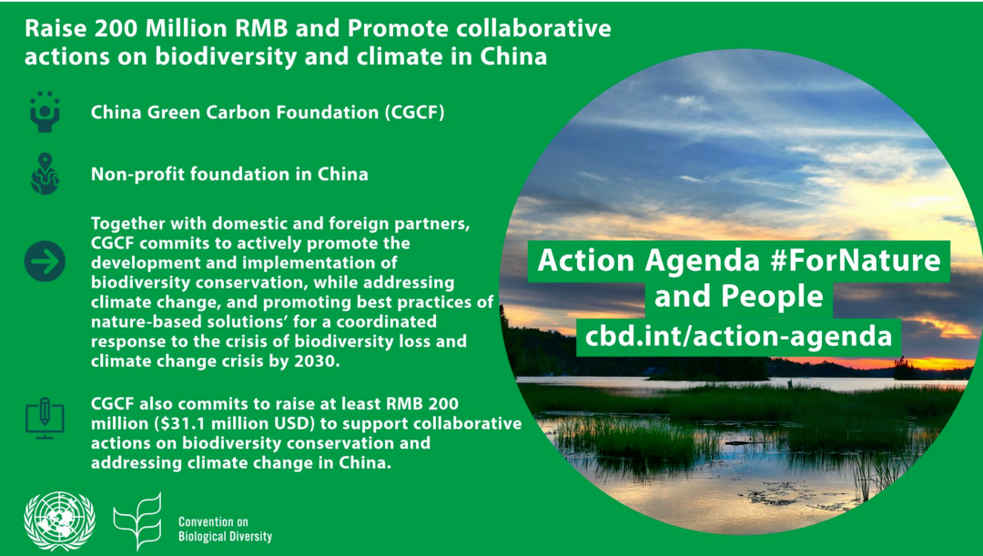 中国绿色碳汇基金会丨发挥“磁场效应” 凝聚新的力量 (图4)